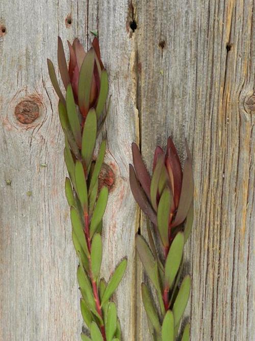 SAFARI SUNSET  BURGUNDY LEUCADENDRON